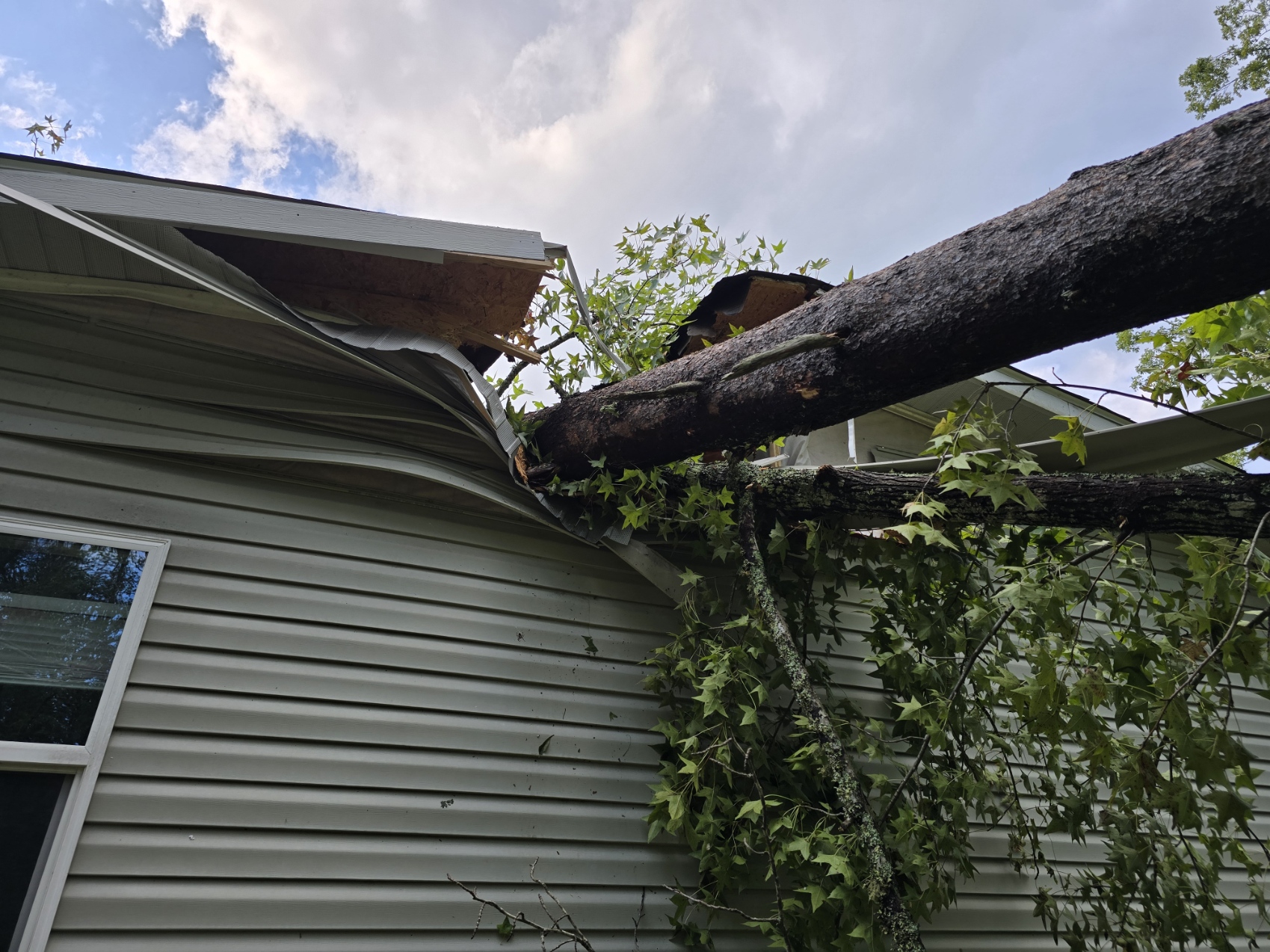 Emergency Tree Service in Colorado Springs