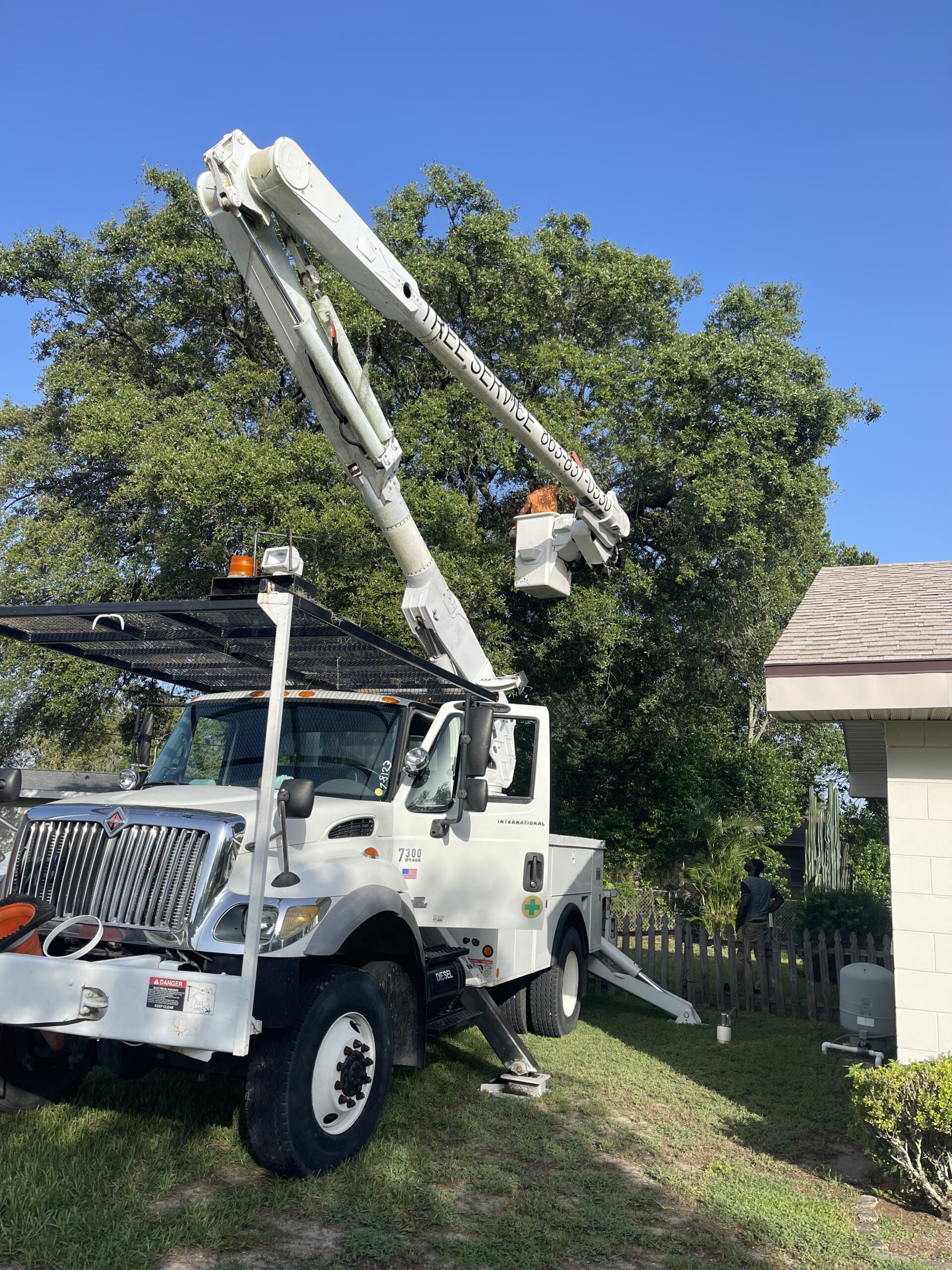 Tree Removal in Colorado Springs